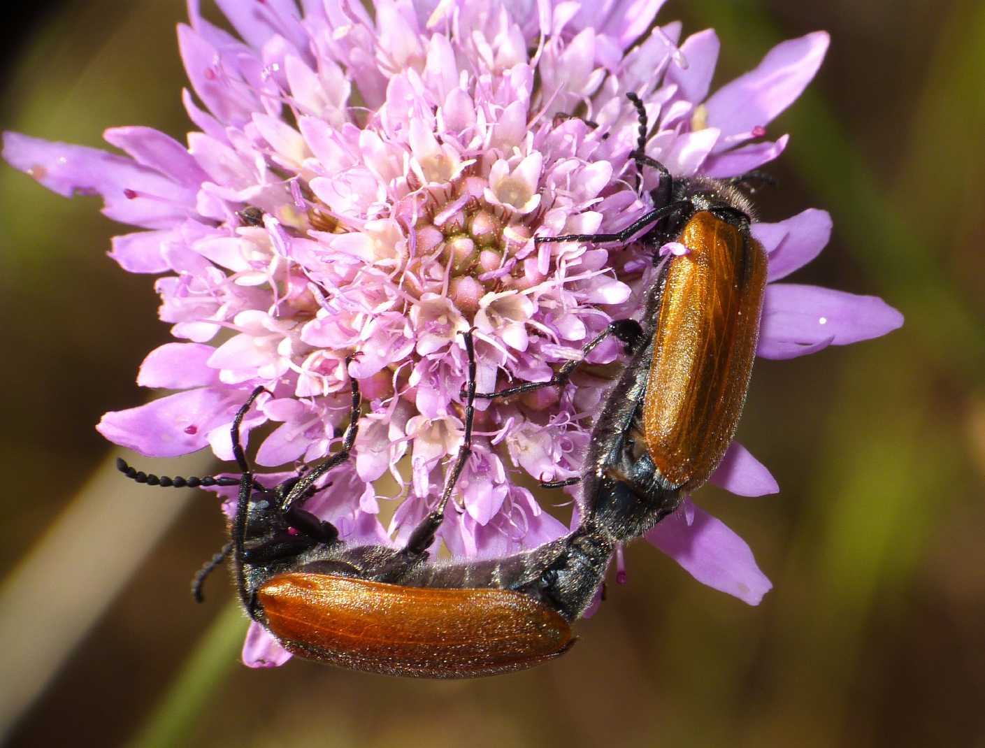 Lydus trimaculatus cfr italicus